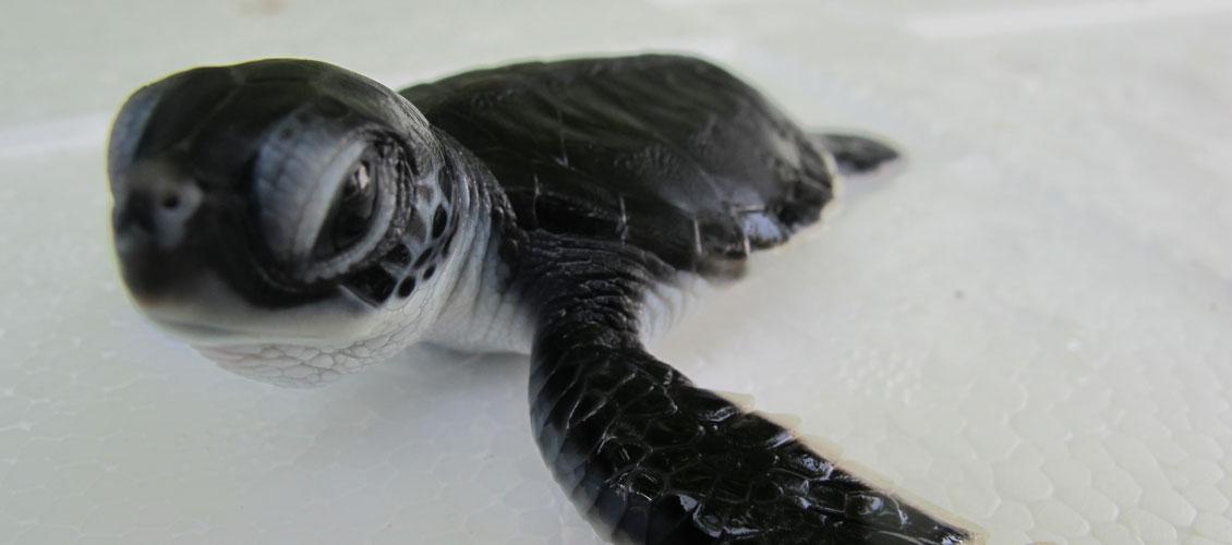 maldives upper north province green turtle